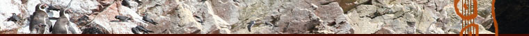 Peru Penguins Islas Ballestas