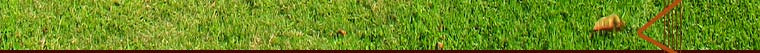 Restaurants Grass Photo